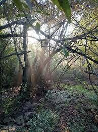 Trees sunlight BckGrd